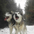 The dog sled adventure